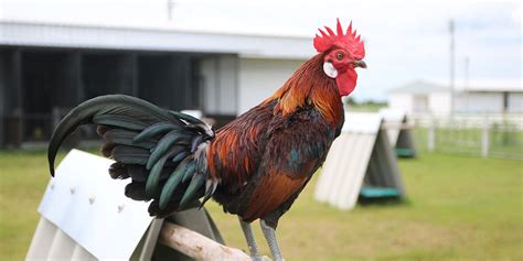 gamefowl pre-conditioning